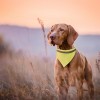 Collar bandana reflectante ajustable para perros promocional